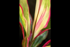 Blue Lotus Water Garden (Richard Faris ©)