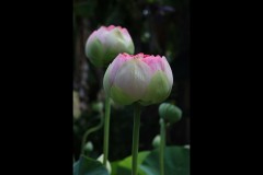 Blue Lotus Water Garden (Doni Baz ©)