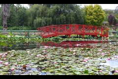 Blue Lotus Water Garden (Sue Rocco ©)
