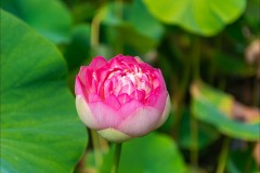 Blue Lotus Water Garden (Michael Brown ©)