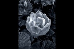 Blue Lotus Water Garden (Carolyn Brandt ©)
