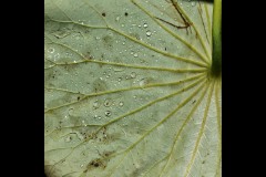 Blue Lotus Water Garden (Bob Clothier ©)
