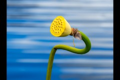 Blue Lotus Water Garden (Marg Huxtable ©)