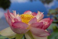 Blue Lotus Water Garden (Alan Scott ©)