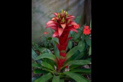 Blue Lotus Water Garden (David Davidson ©)