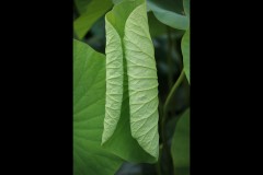 Blue Lotus Water Garden (Terry Noske ©)