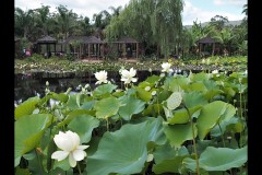 Blue Lotus Water Garden (James Mexias ©)