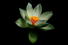 Blue Lotus Water Garden (Joe Hajdu ©)