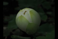 Blue Lotus Water Garden (Paul Palcsek ©)