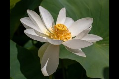 Blue Lotus Water Garden (Michelle Brasington ©)