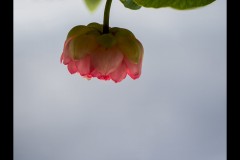 Blue Lotus Water Garden (Marg Huxtable ©)