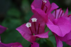 Blue Lotus Water Garden (Doni Baz ©)