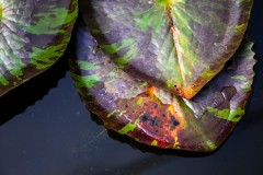 Blue Lotus Water Garden (Richard Faris ©)