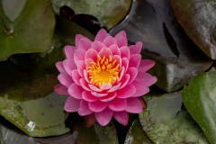 Blue Lotus Water Garden (Alan Scott ©)