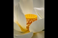 Blue Lotus Water Garden (Michelle Brasington ©)