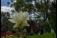 Blue Lotus Water Garden (David Davidson ©)