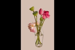 Blue Lotus Water Garden (Carolyn Brandt ©)