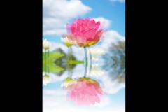 Blue Lotus Water Garden (James Mexias ©)