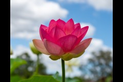 Blue Lotus Water Garden (Michael Brown ©)