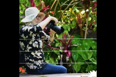 Blue Lotus Water Garden (Bob Clothier ©)