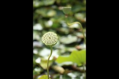 Blue Lotus Water Garden (Terry Noske ©)