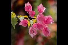 Blue Lotus Water Garden (Jim O'Donnell ©)