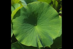 Blue Lotus Water Garden (Joe Hajdu ©)