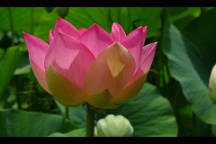 Blue Lotus Water Garden (Sue Rocco ©)