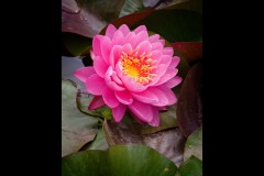 Blue Lotus Water Garden (Jim O'Donnell ©)