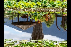 Blue Lotus Water Garden (Jim Weatherill ©)