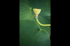 Blue Lotus Water Garden (Terry Noske ©)