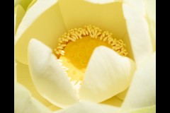 Blue Lotus Water Garden (Michelle Brasington ©)