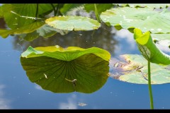 Blue Lotus Water Garden (Michael Brown ©)