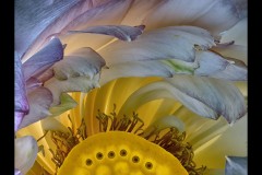 Blue Lotus Water Garden (Carolyn Brandt ©)