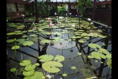 Blue Lotus Water Garden (Joe Hajdu ©)