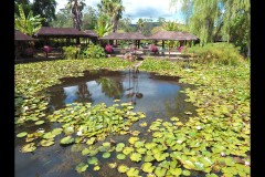 Blue Lotus Water Garden (James Mexias ©)