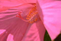 Blue Lotus Water Garden (Richard Faris ©)