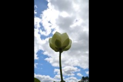Blue Lotus Water Garden (Doni Baz ©)
