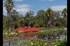 Blue Lotus Water Garden (David Davidson ©)