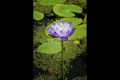 Blue Lotus Water Garden (Bob Clothier ©)
