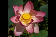 Blue Lotus Water Garden (Alan Scott ©)