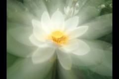 Blue Lotus Water Garden (James Mexias ©)