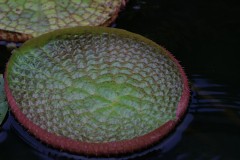 Blue Lotus Water Garden (Doni Baz ©)