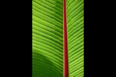 Blue Lotus Water Garden (Richard Faris ©)