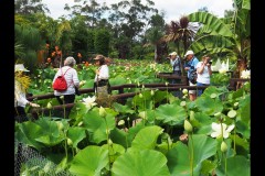 Blue Lotus Water Garden (Joe Hajdu ©)