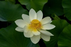 Blue Lotus Water Garden (Alan Scott ©)