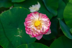 Blue Lotus Water Garden (Michael Brown ©)