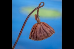 Blue Lotus Water Garden (Marg Huxtable ©)