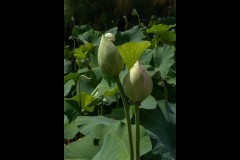 Blue Lotus Water Garden (David Davidson ©)