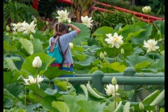 Blue Lotus Water Garden (Jim Weatherill ©)